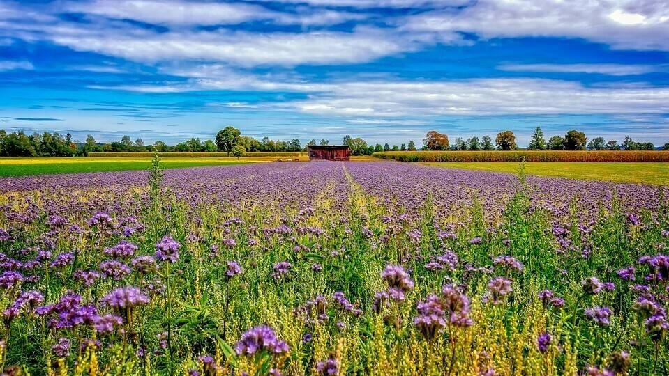 agriculture-3648986_960_720|plant-2392845_960_720